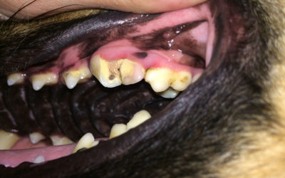 Veterinary Endodontic Therapy