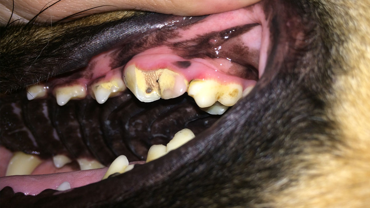 Veterinary Endodontics Therapy