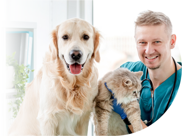 Dental Ce Programs Midwestern Veterinary Dentistry