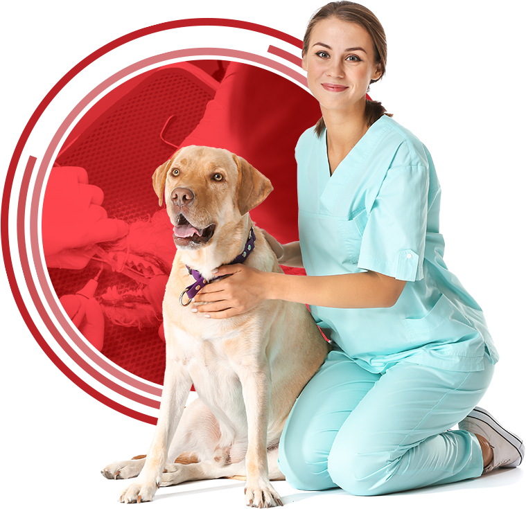 Stay ahead of the curve and earn CE course credits in veterinary dentistry.