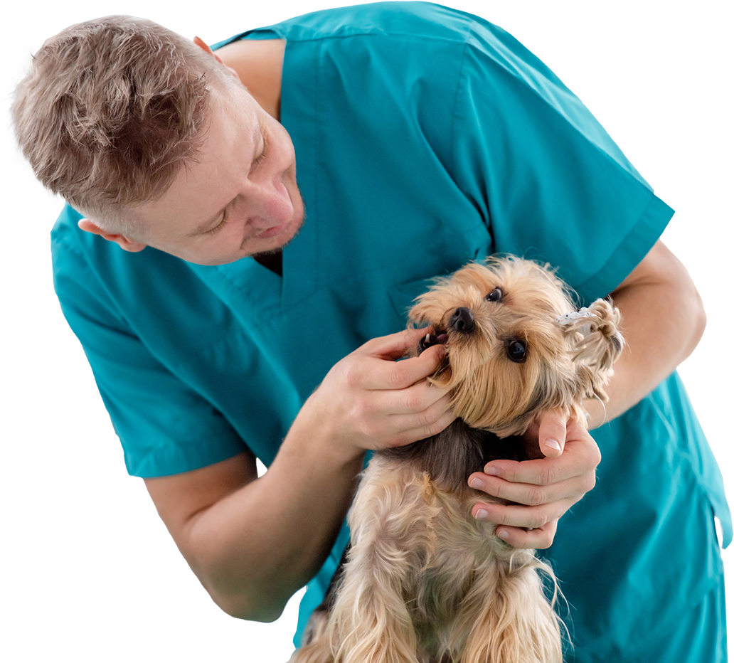 Dental disease is the most common medical issue in veterinary medicine.