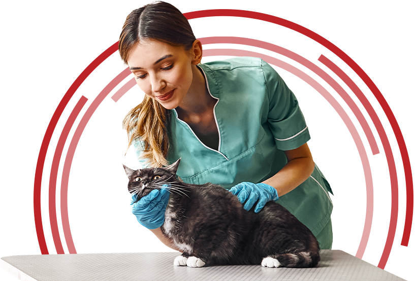 Take veterinary medicine to the next level with hands-on wet  lab training.